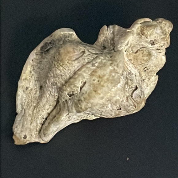 Calcified Sea Shell Interesting Fossil Specimen (Unknown Origin) - Picture 1 of 11